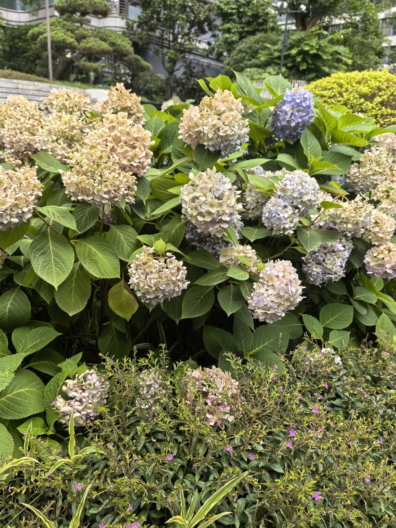 这些绣球，是夏天写给城市的情书。它们开得热闹，也开得安静，把从春天攒下的温柔，在
