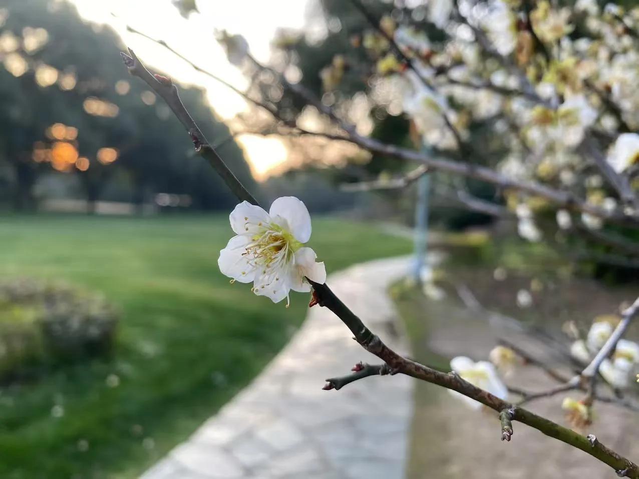 春光满枝头，花开正当时。