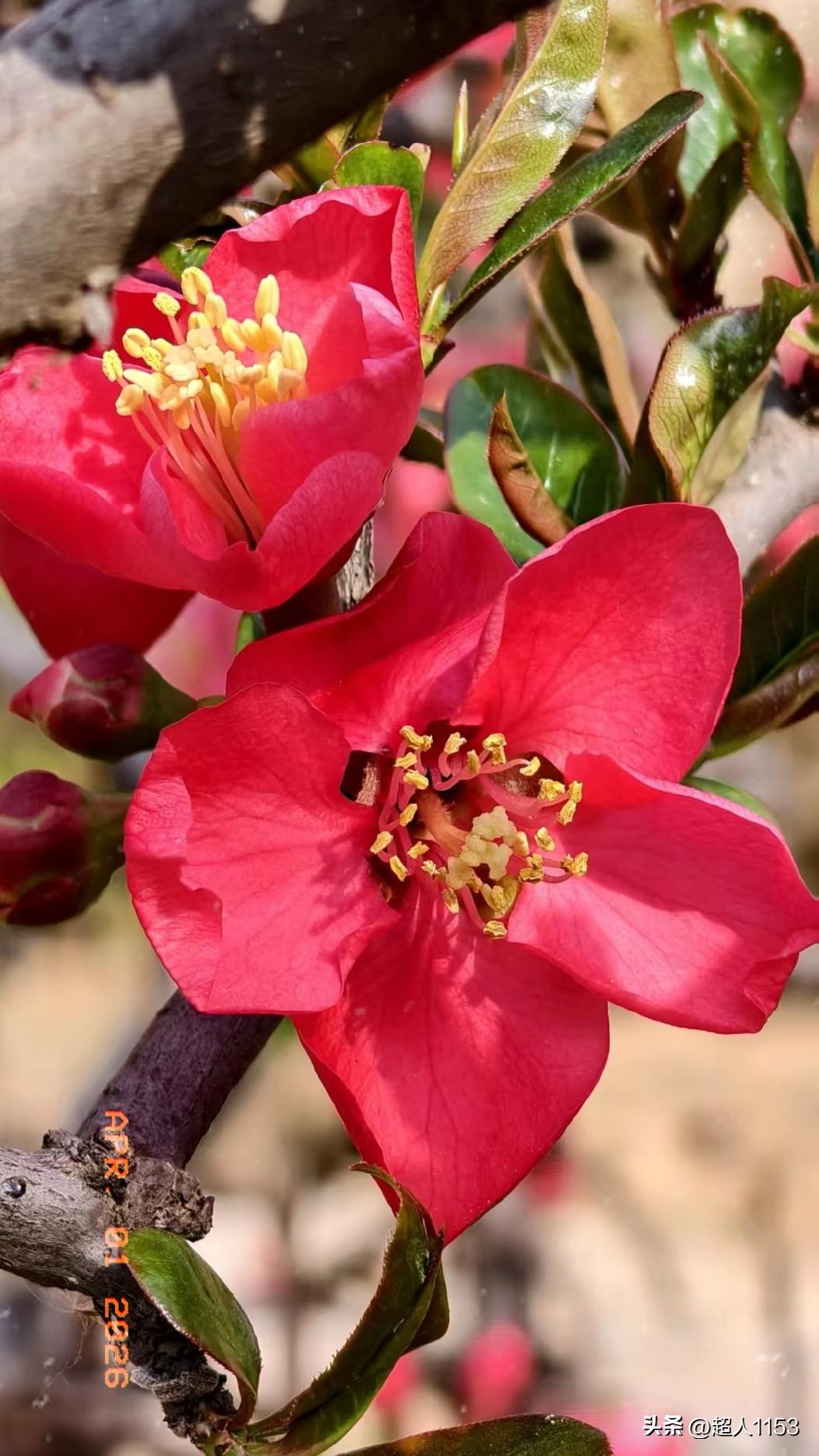 三月再见，四月你好！
春风不燥，岁月静好。

四月的花，悄悄开遍。
阳光更暖，日