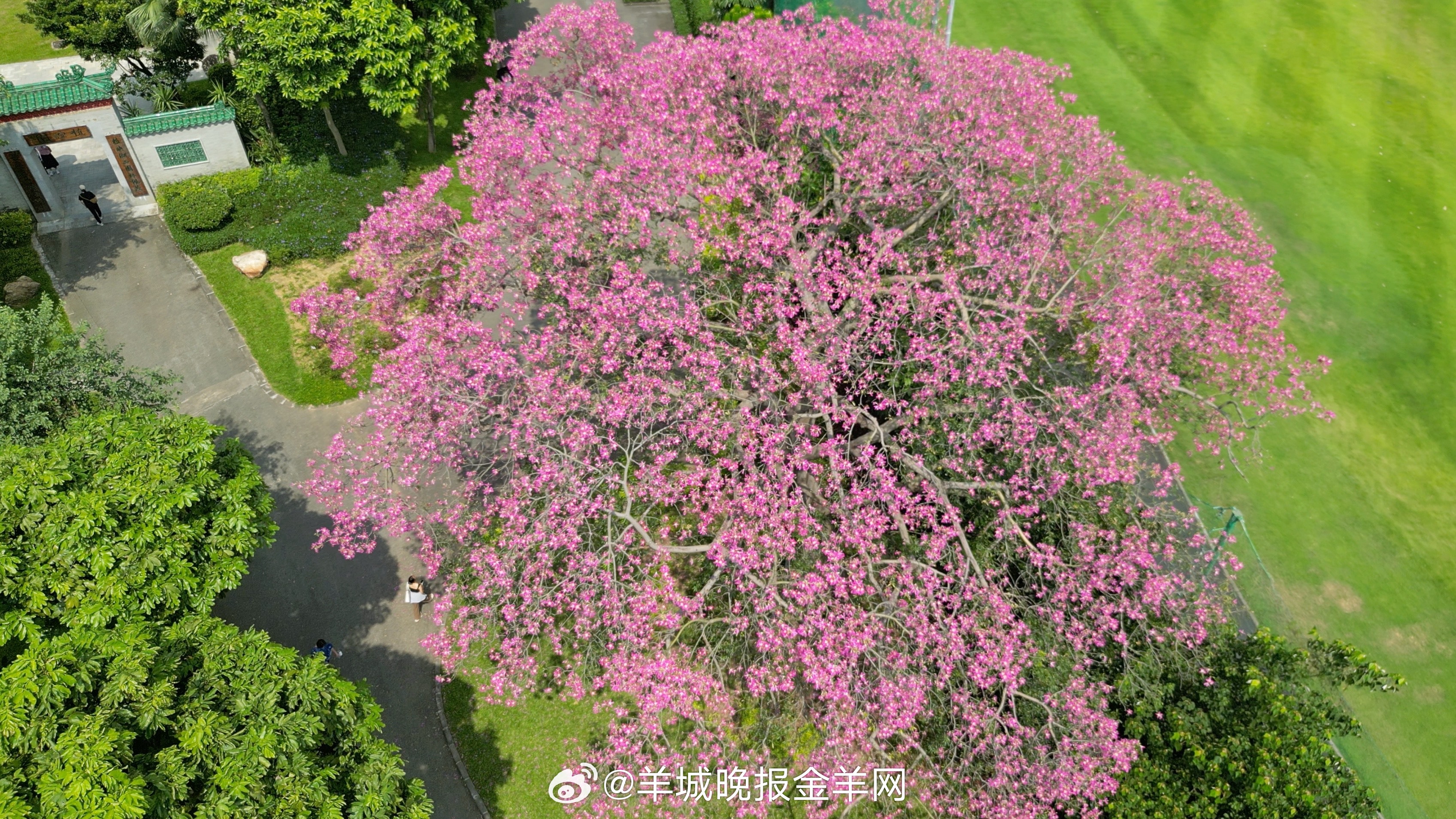 #早安#无论什么年纪，只有不断提升自己，精神世界才会充实丰盈，眼界才会愈加开阔，