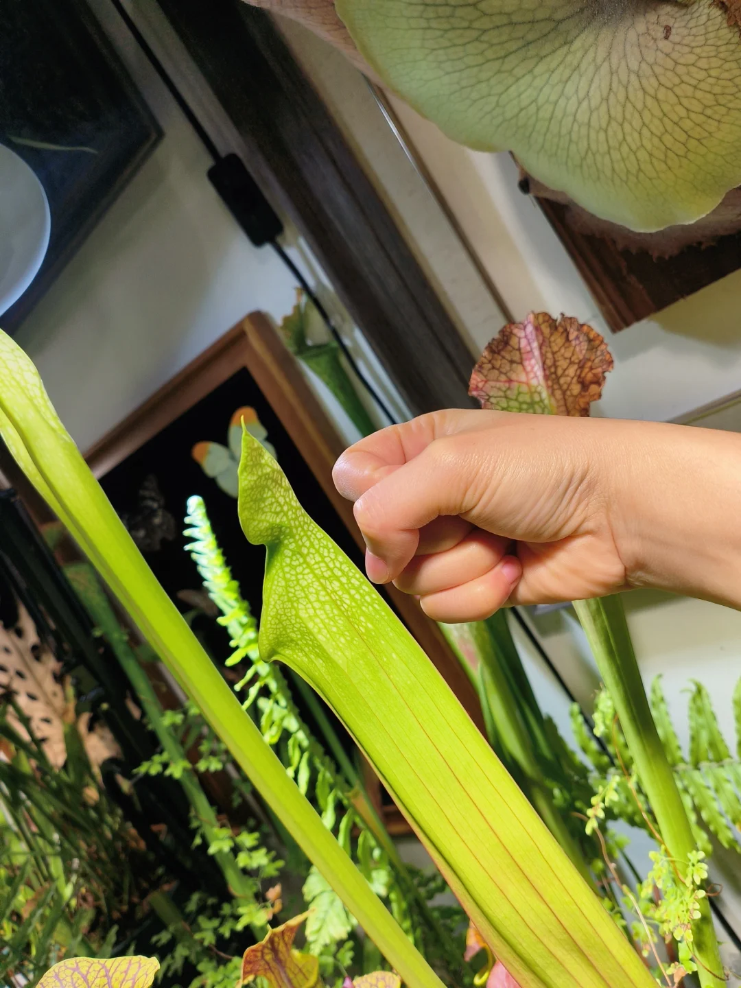 巨巨巨巨瓶?