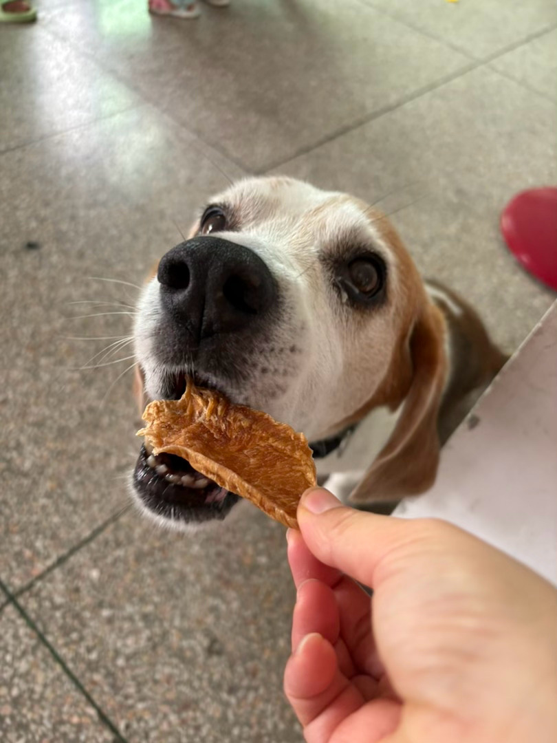 全世界最幸福的小狗狗🐶