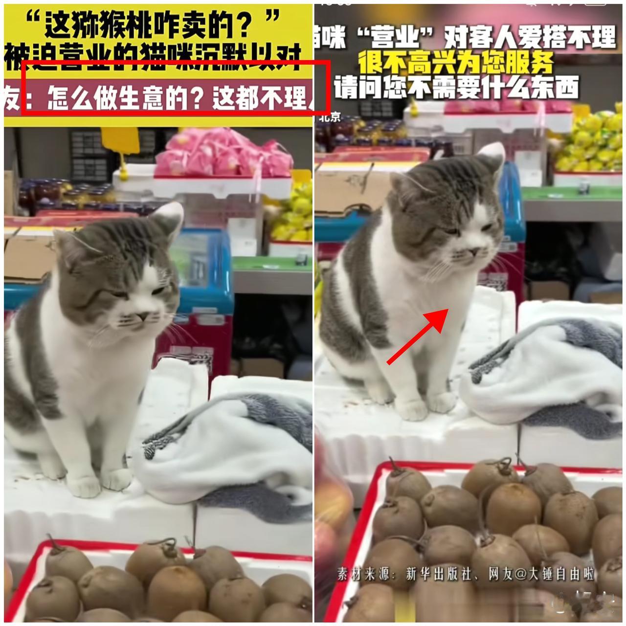 “笑不活了！

北京超市这只猫，简直是打工人嘴替实锤了！”

男子逛到水果区，瞅