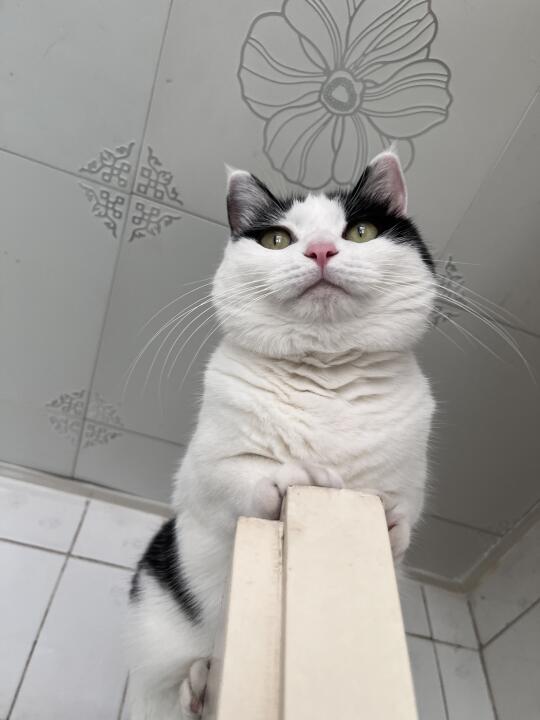 别人养小猫 我养千层糕