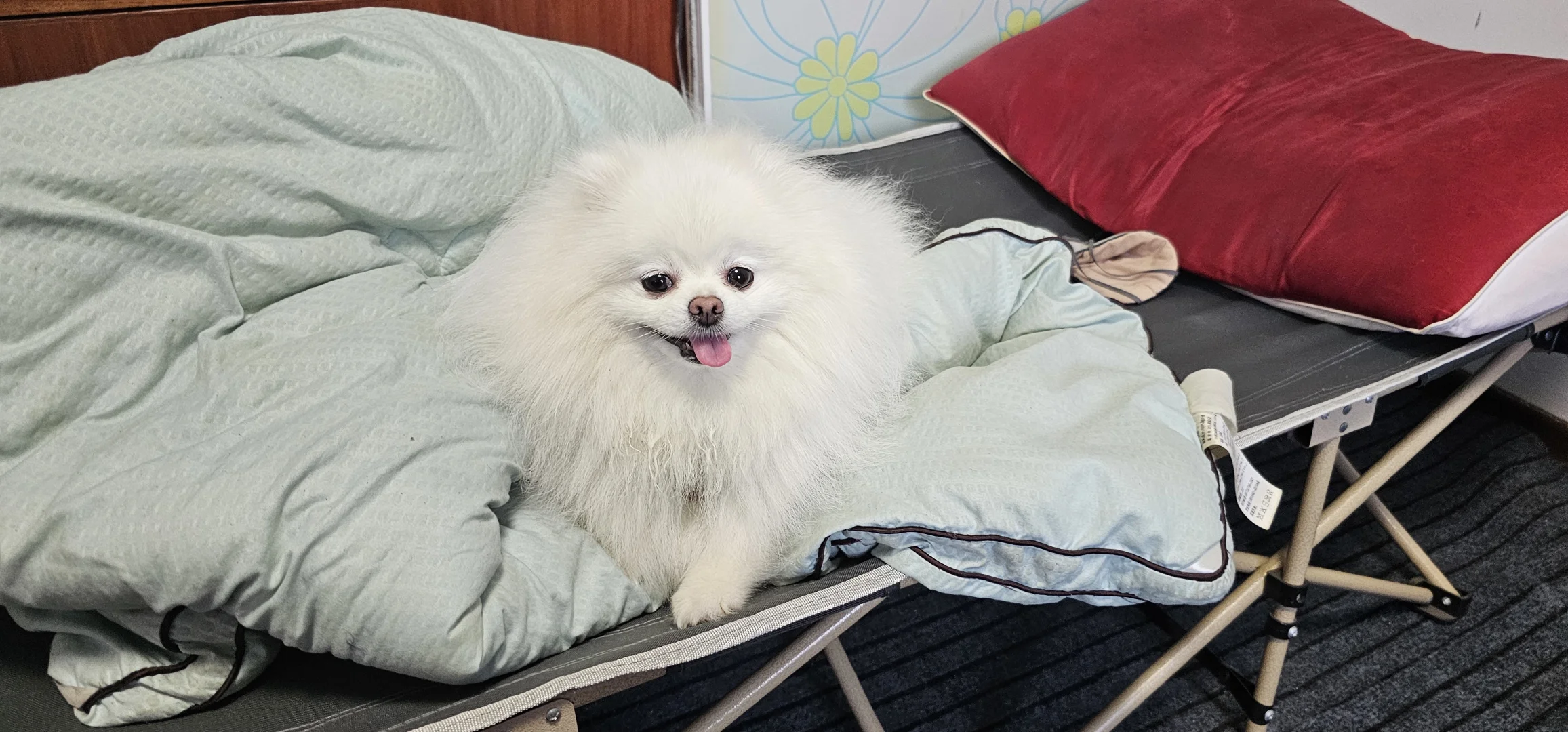 捕捉到一只午睡热醒的小狗