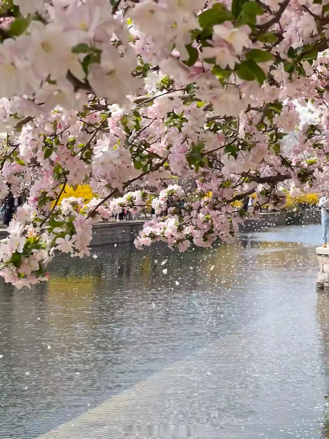 海棠花的种植方法  ：一、光照海棠花是非常喜欢光照的植物，不要说放在阴凉的地方了