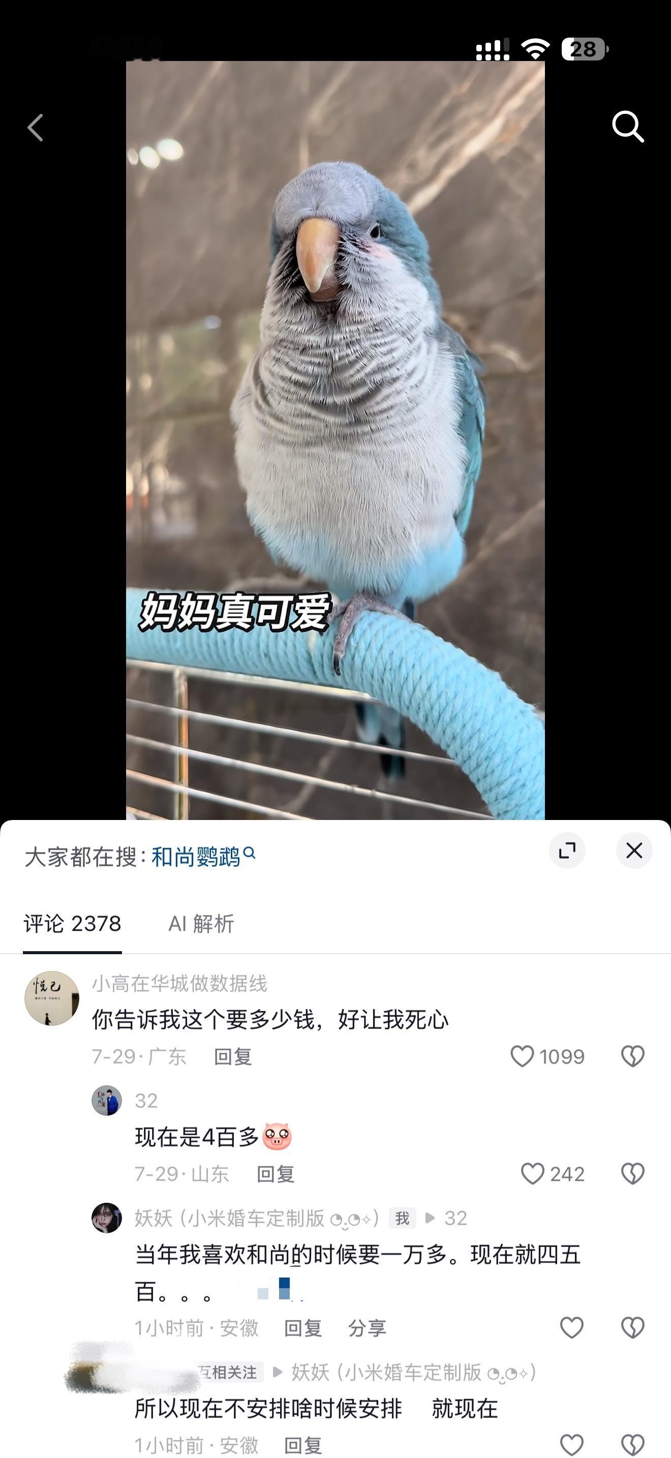 家人们。我想养一只和尚鹦鹉。。。蓝色还是绿色？  愁死我了！！！！！ ​​​