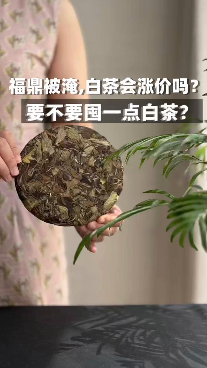 福鼎被淹，白茶会涨价吗？要不要囤一点白茶？
小陈茶事。
9月初的那一场暴雨淹去了