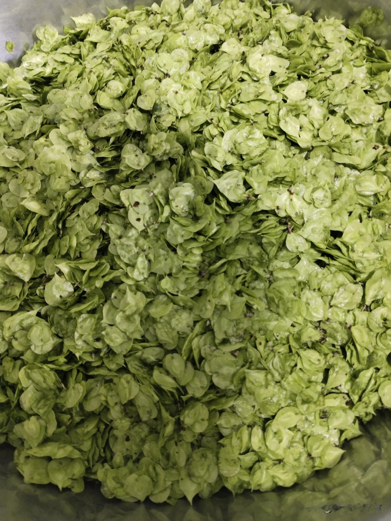 春天到处都是美食，榆钱就是其中之一。榆钱又名榆实、榆子、榆仁、榆荚等，因其行圆薄