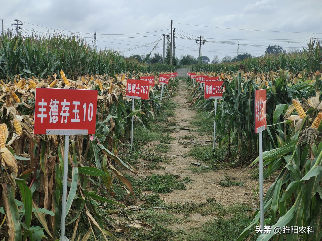 这就是转基因玉米今年田间表现情况，不仅产量高，品质好，深受消费者欢迎。种过转基因