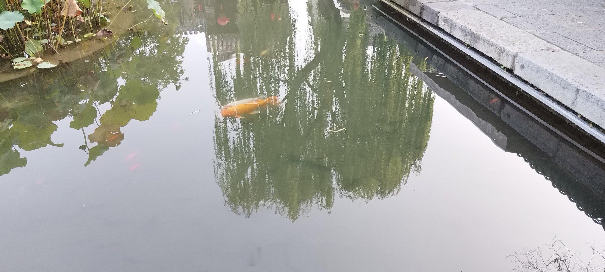 拜拜百花洲的锦鲤欧气好运锦鲤
