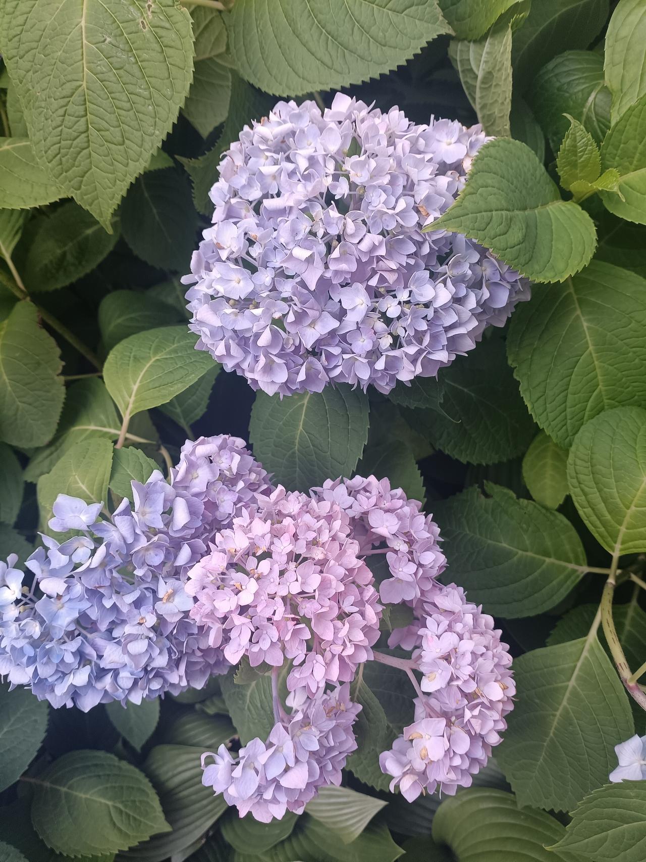 一簇簇绣球，紫得温柔，蓝得清浅，像把夏日的风，都染成了浪漫的颜色。