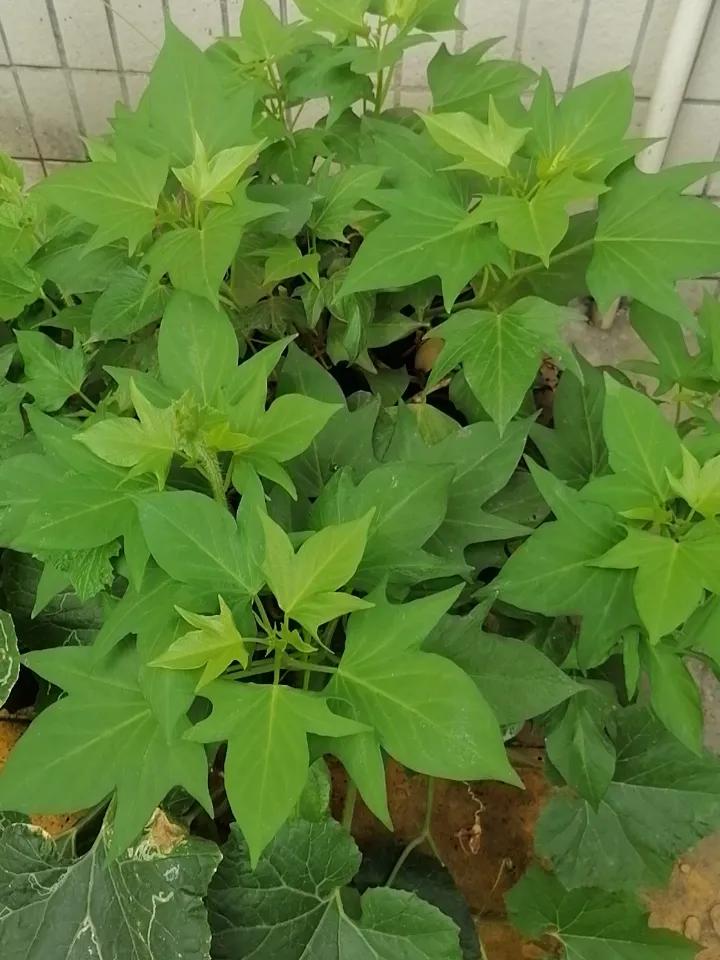 自从在公司门口捡来了一个别人丢弃的花盆后，我就把平时吃完的瓜果蔬菜等种子都扔进去
