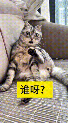 一看这视频直接笑出眼泪！主人换上蜘蛛侠装扮推门回家，家里两只小猫瞬间傻眼，完完全