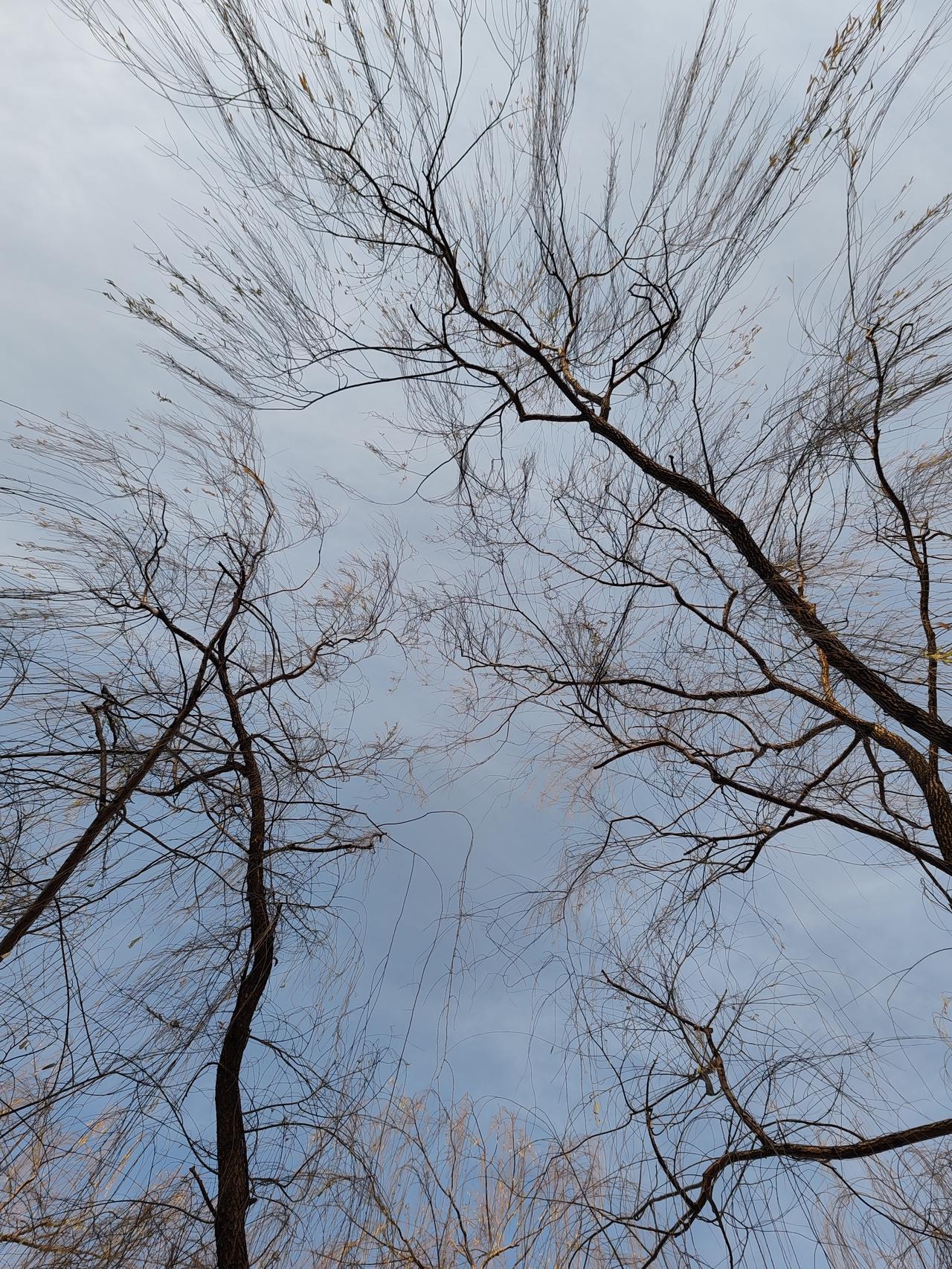 晒图笔记大赛冬月之美。