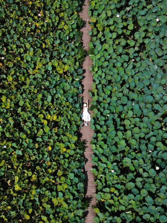 别再挤曲院风荷了🪷超大片无人荷塘已开爆