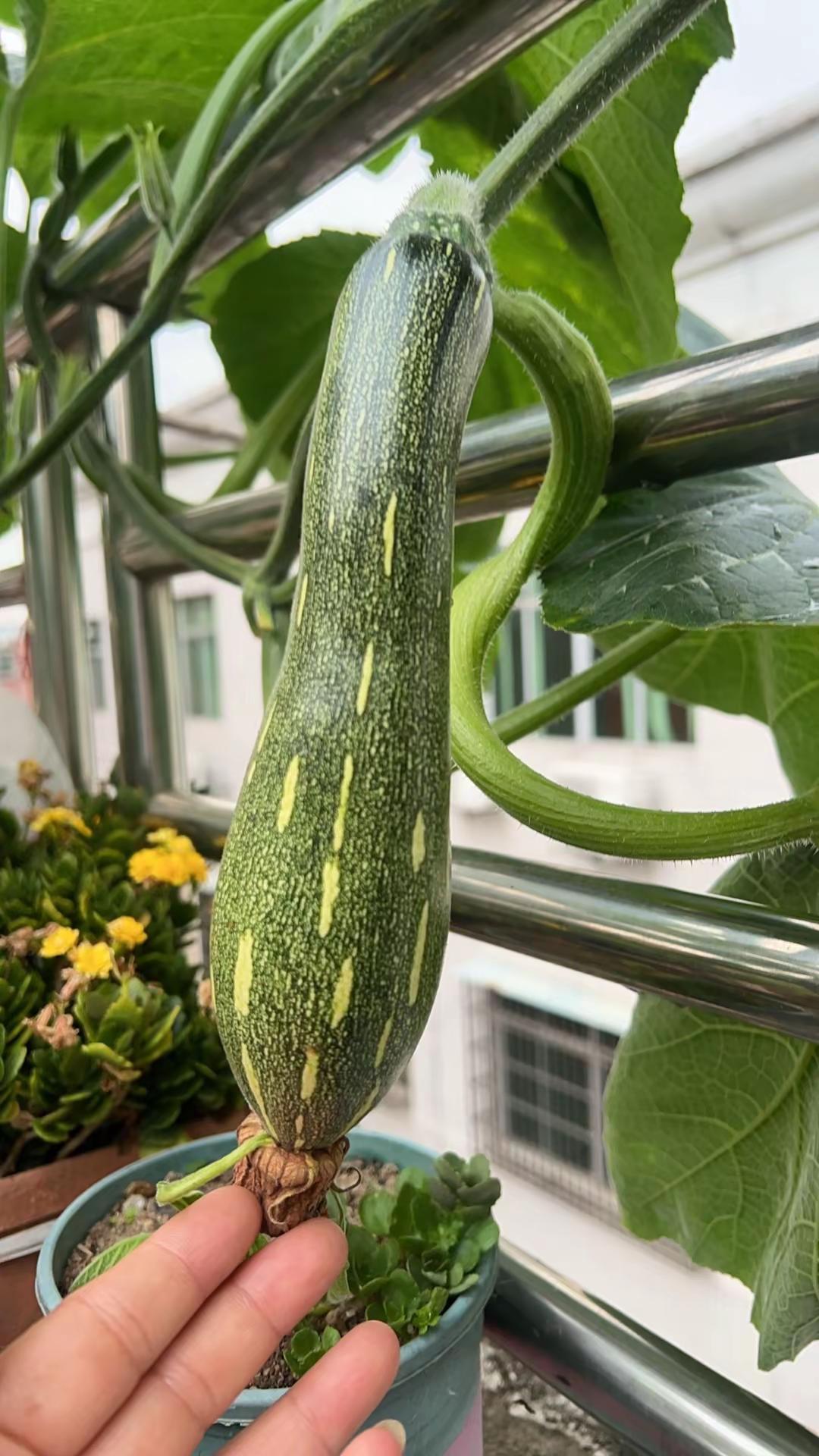 春天的草 楼顶种植的乐趣