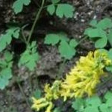 岩黄连（石生黄堇，小众清热解毒药材，岩溶特色冷门品种）基础介绍野生多生长喀斯特石
