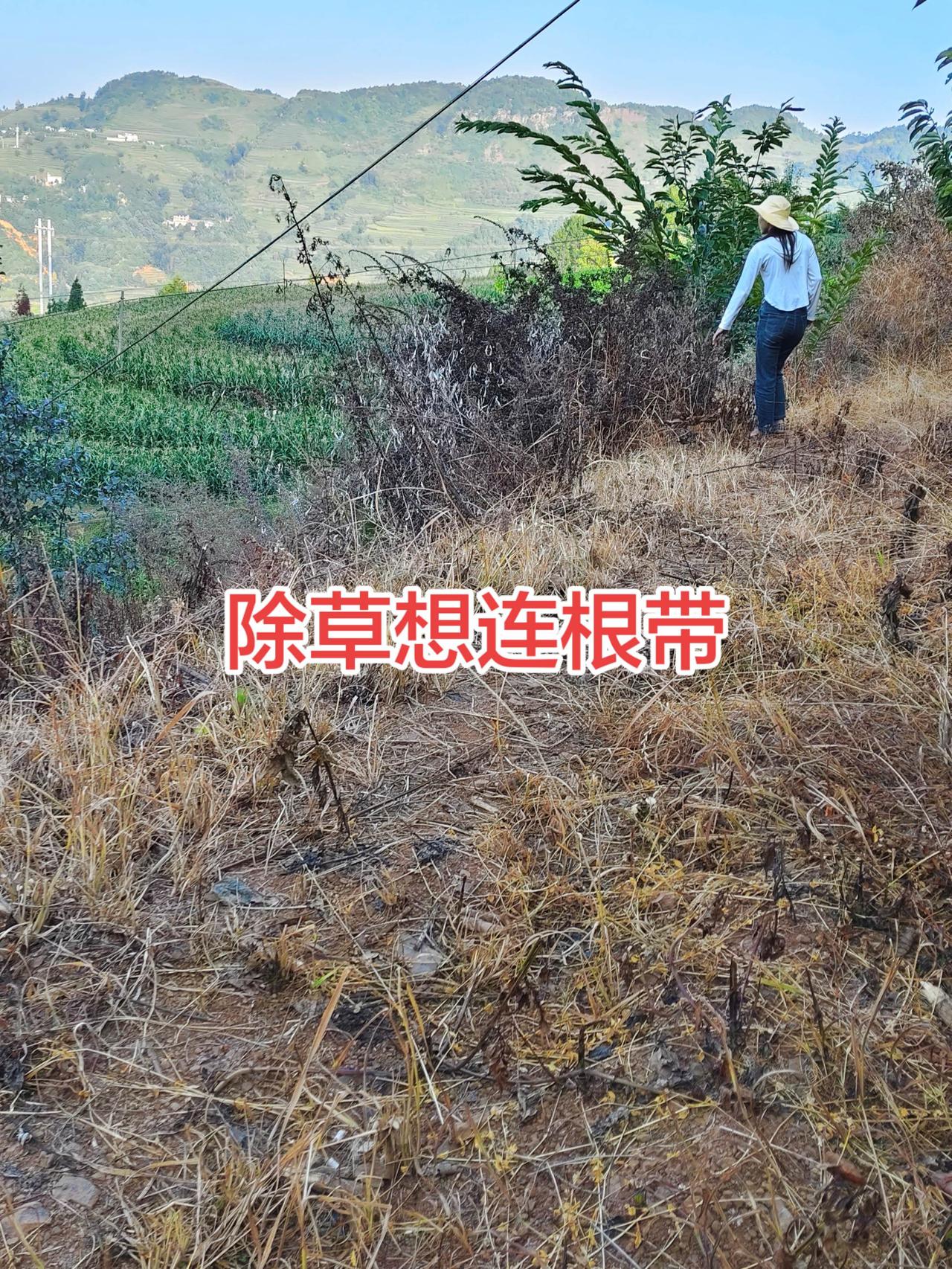 除草剂 三农流量扶持计划 农业种植