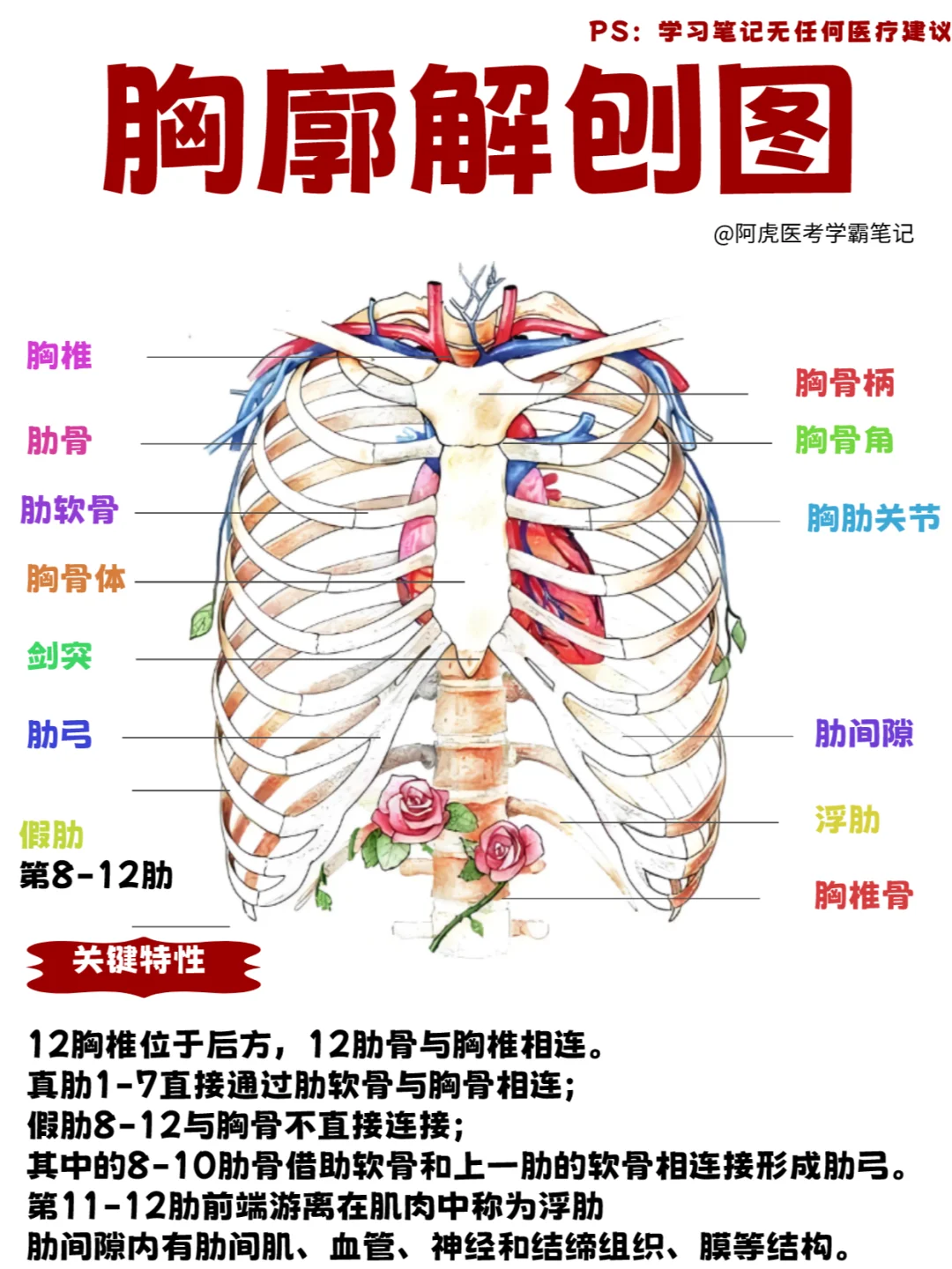 阿虎医考学霸笔记📒：胸廓解刨图👆