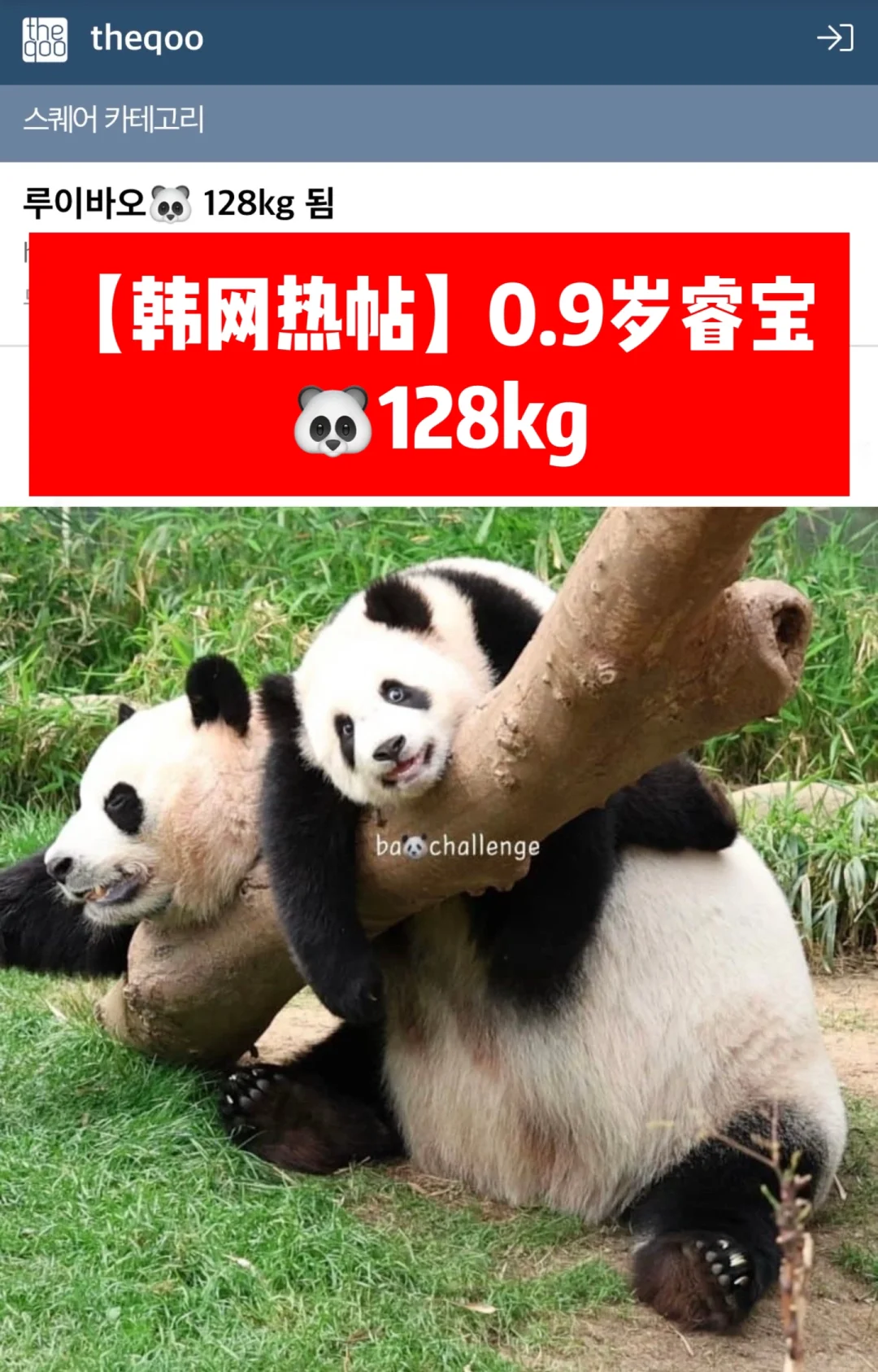 🔥韩网热帖｜0.9岁睿宝🐼128kg