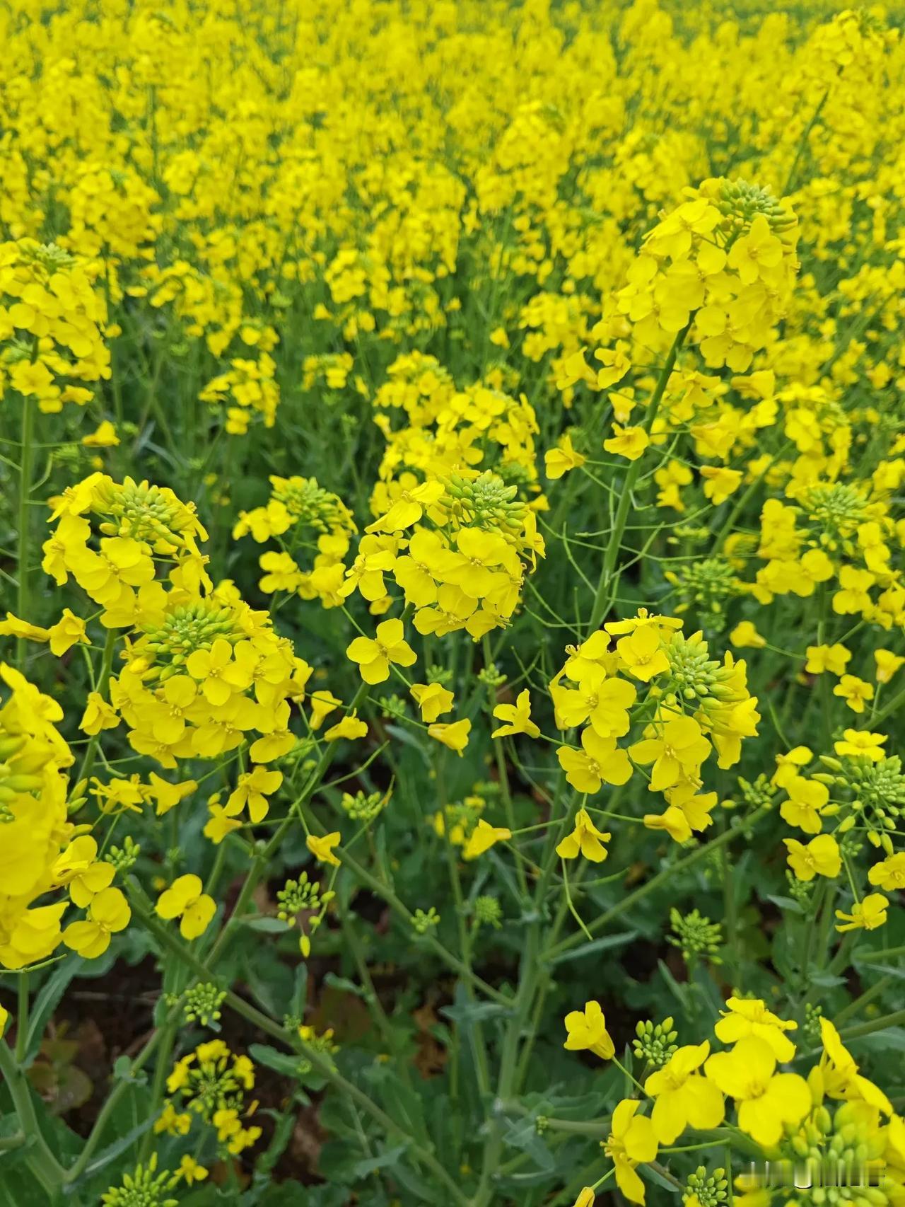 一张图证明春天来了油菜花开的季节