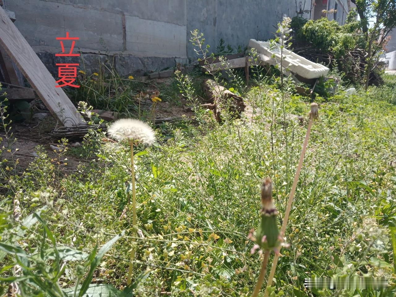 老农谚
有雨无雨看立夏
上午立夏水满江，下午立夏旱死秧
立夏晴，芒种雨；立夏雨，