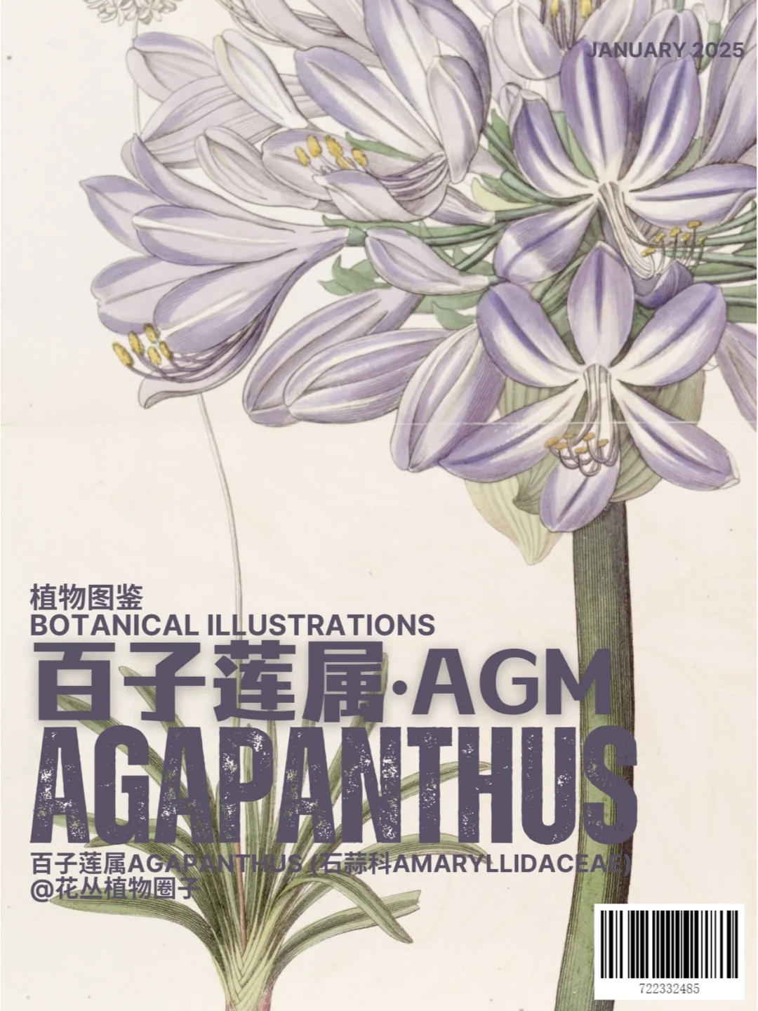 尼罗河百合-百子莲AGM赏