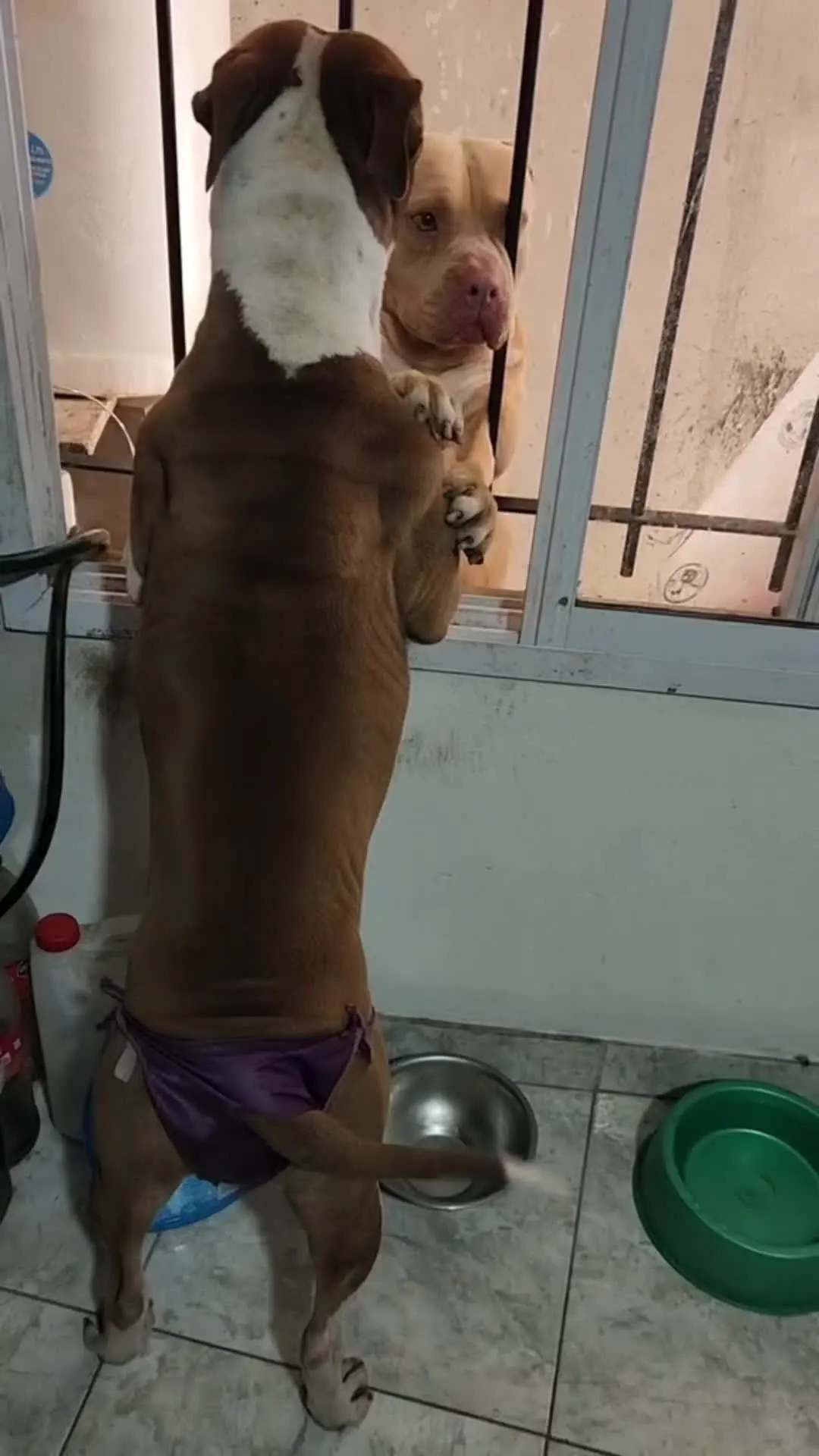 你要好好的布鲁斯
