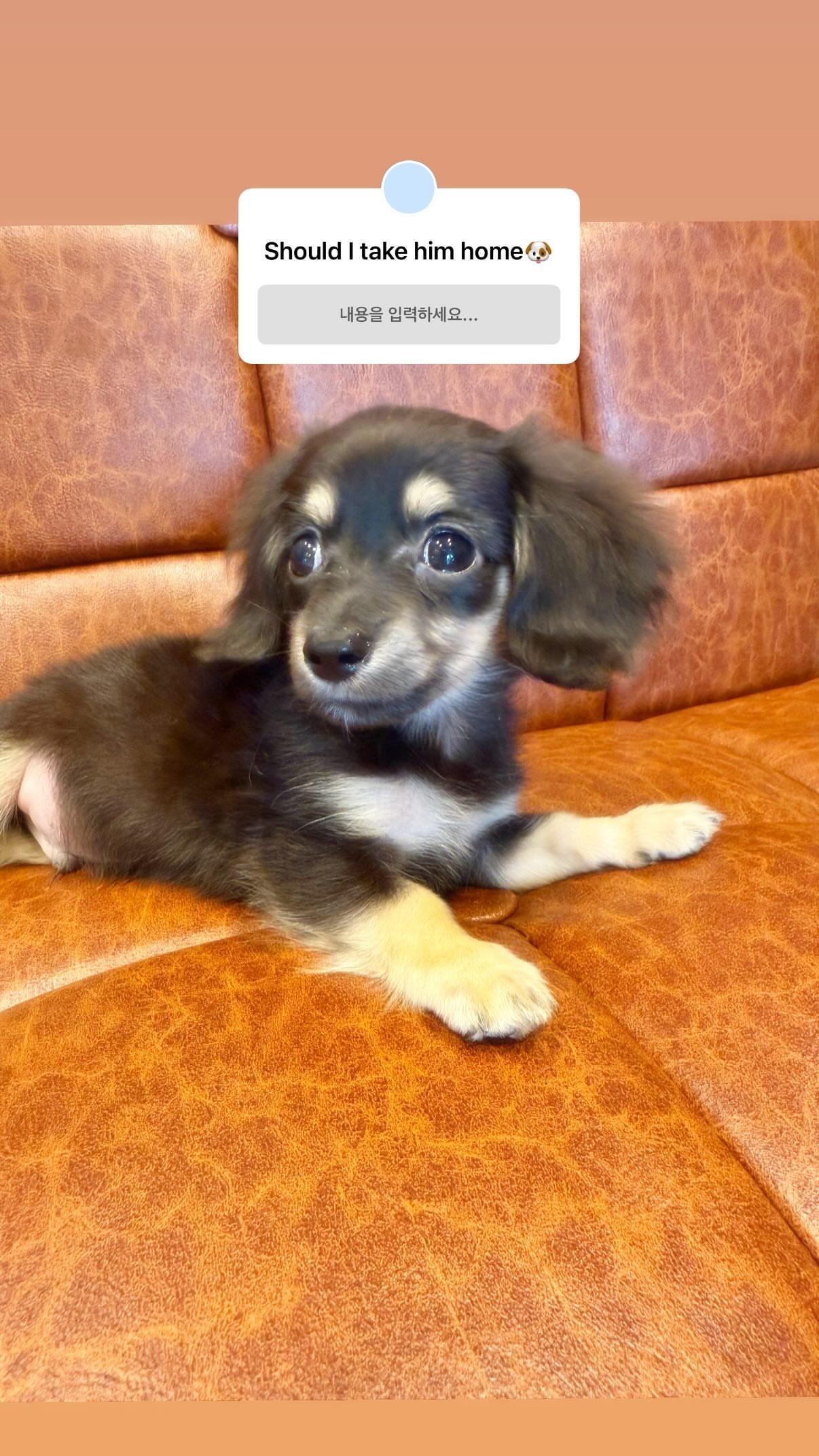 260427 imnotningning IG Story「我要带它回家吗🐶」