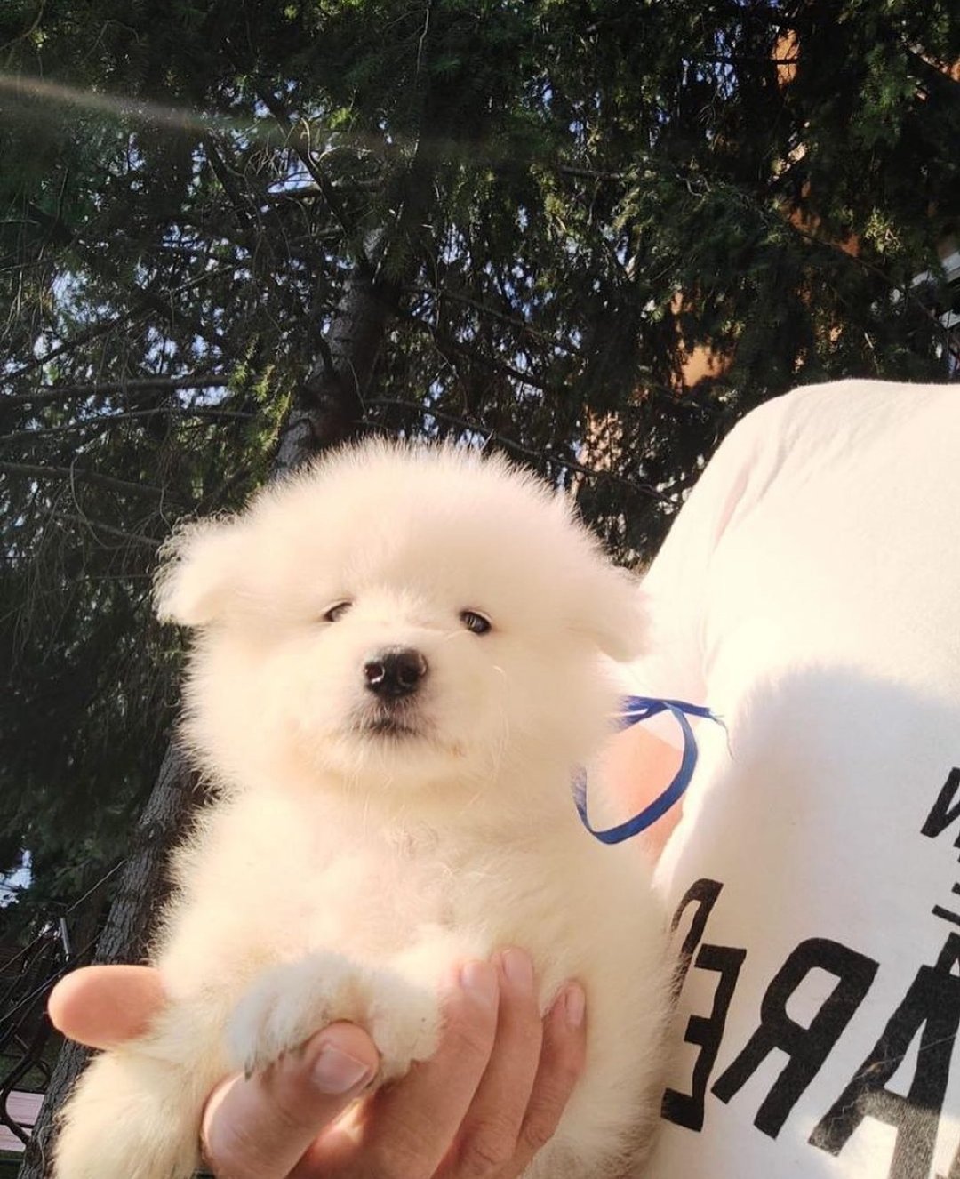 萨摩耶：我是家里的嫡长狗，是妈妈的掌上明珠！ ​​​