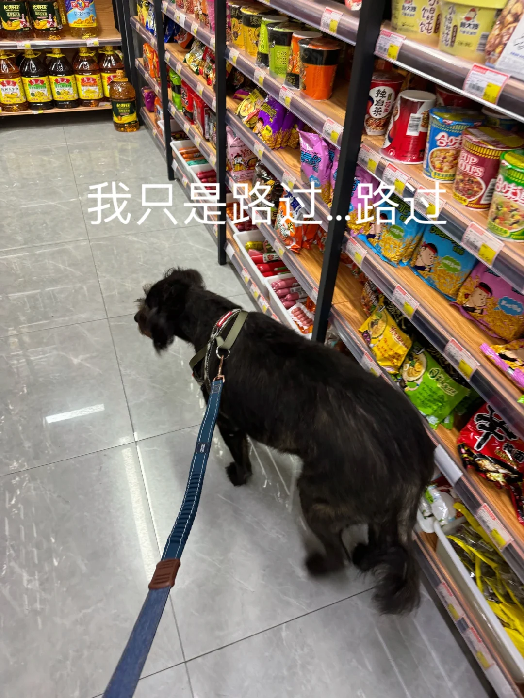 狗子又来朝圣了！