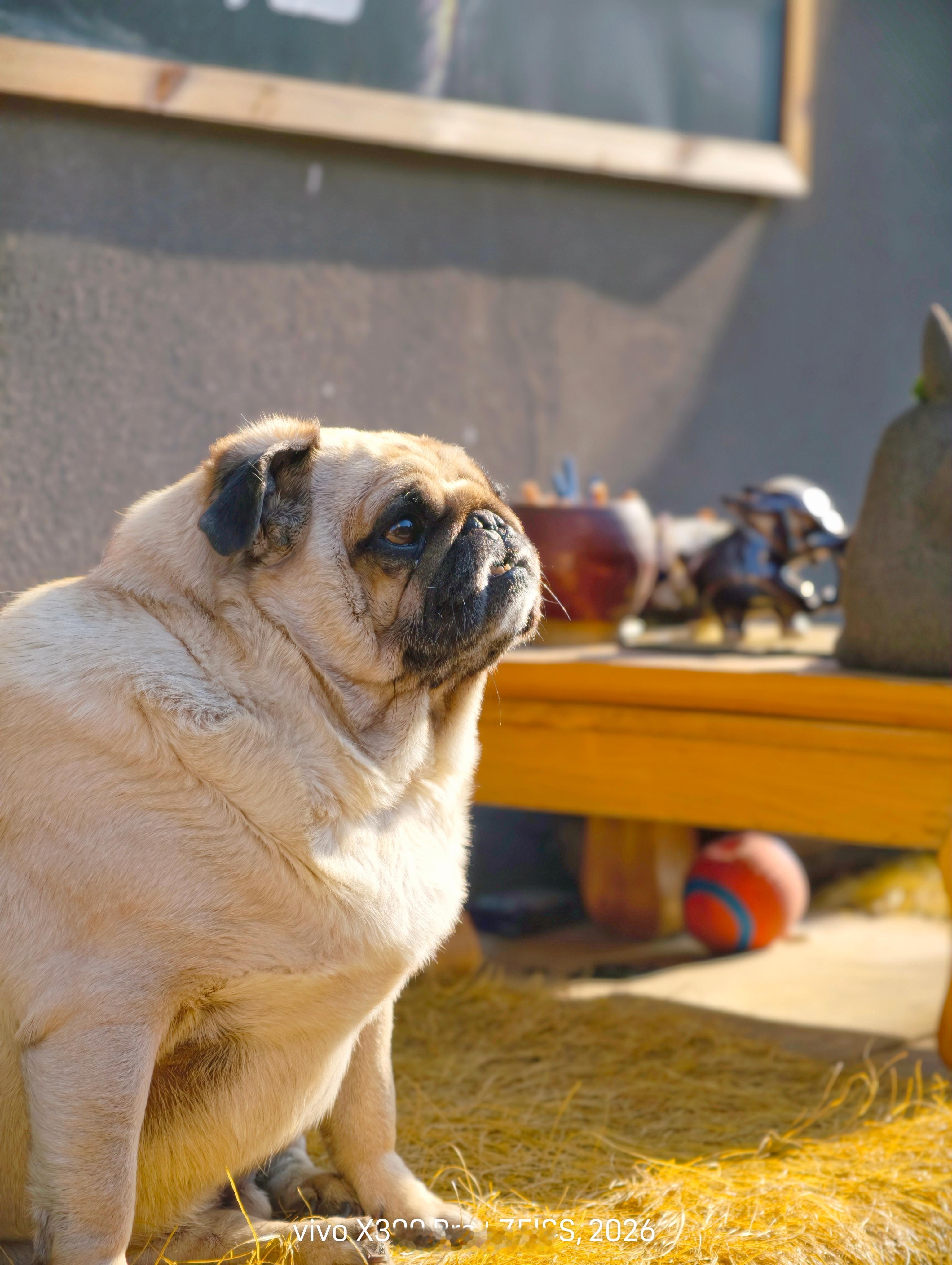 《白塔寺·老北京胡同里的记忆》在北京白塔寺附近，至今还保留着一片老北京的建筑，穿