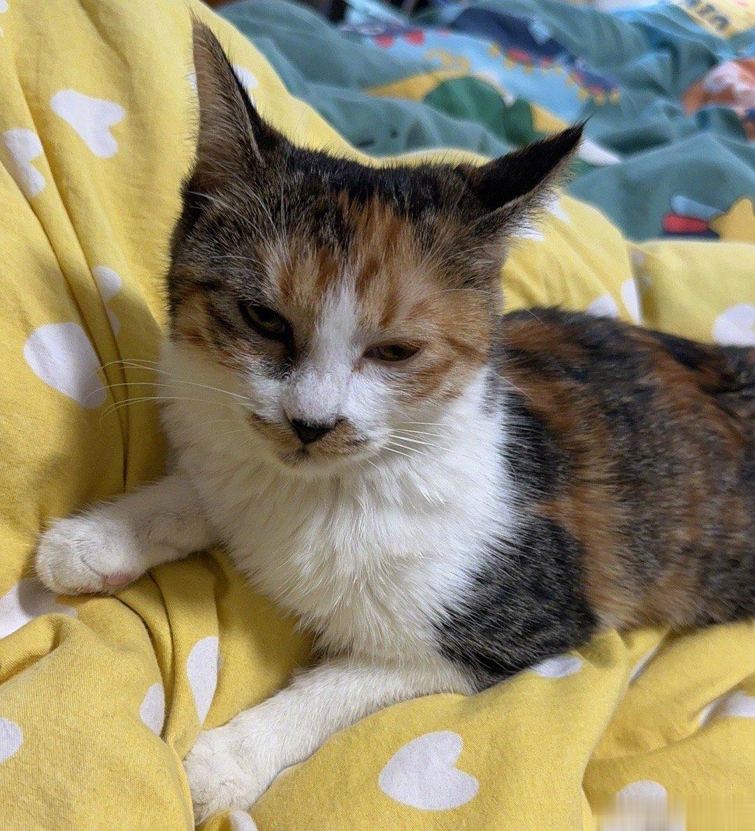 无论猫狗，要么不要养，养了，就要养到老，或者，妥善找人，把它养到老。我有一位朋友