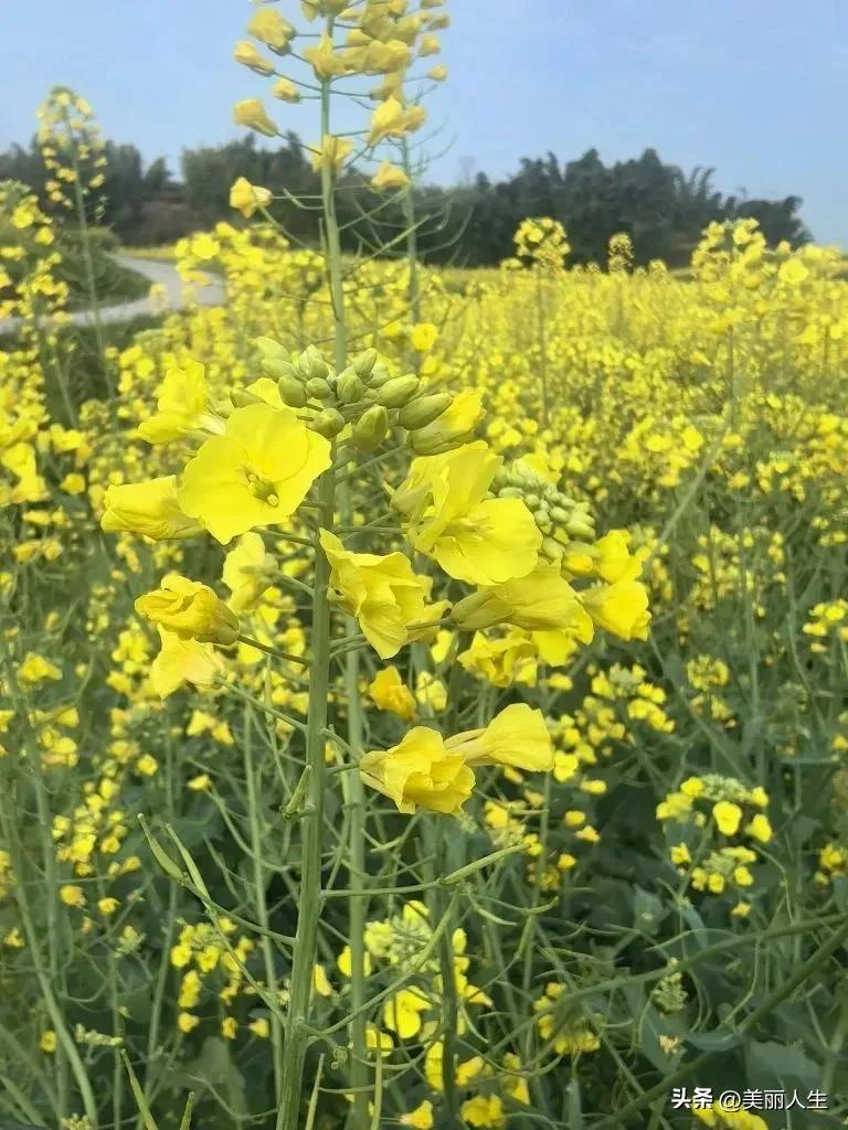 油菜花漫坡金黄。风过无痕，水色清浅，远山淡墨。