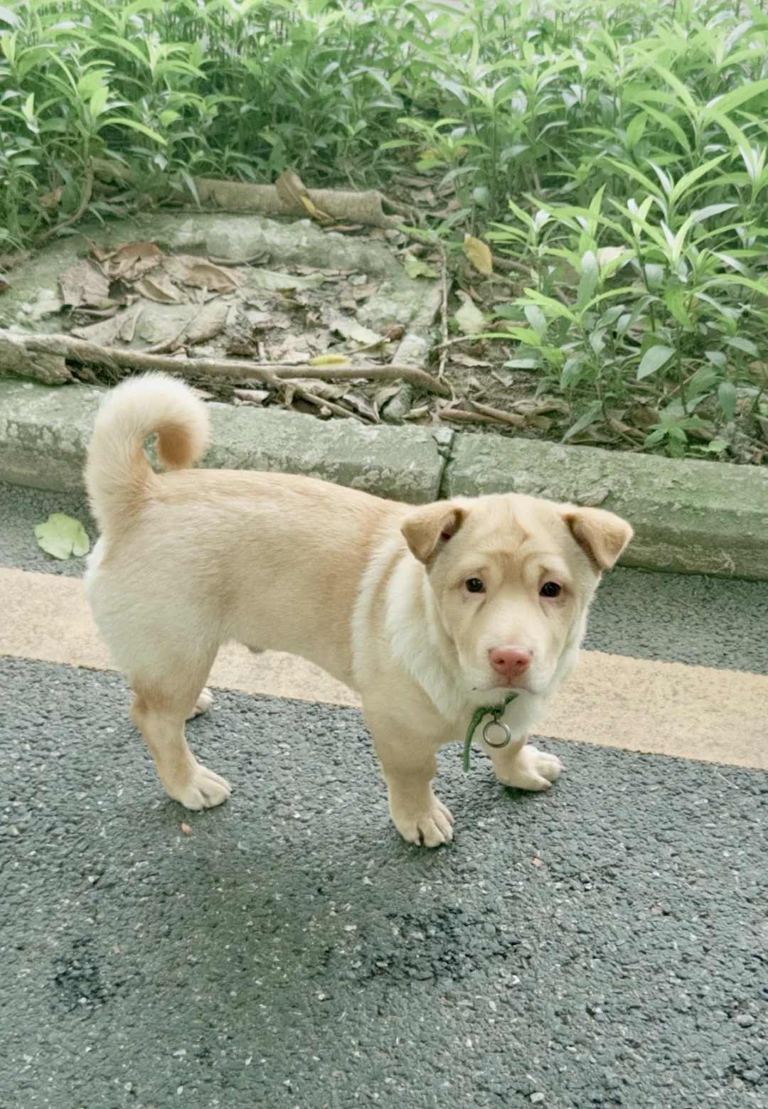 暨大谁家狗狗走丢了