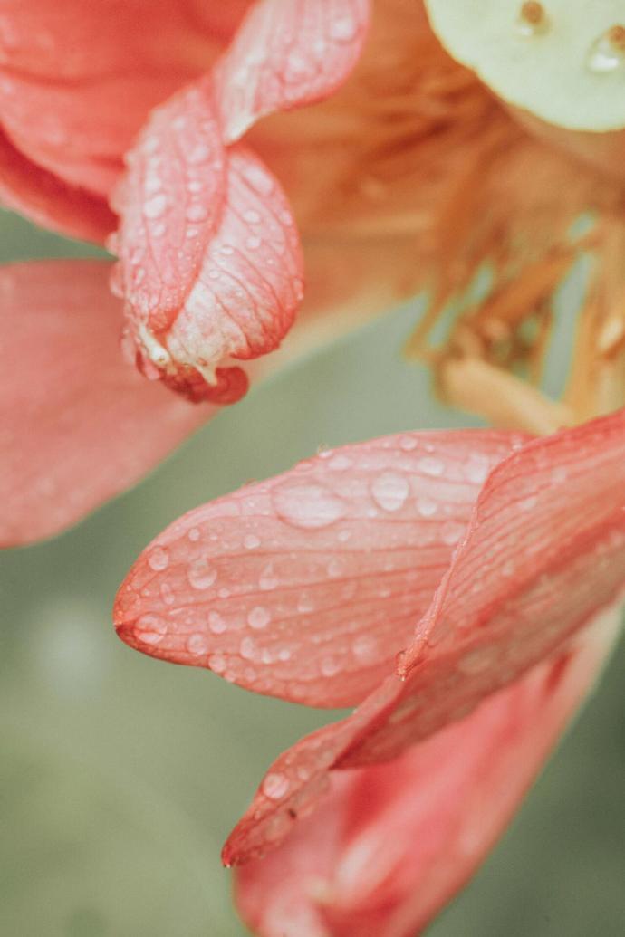 春有百花 夏有荷🪷 