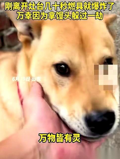 山东一位大哥正守在灶边煮粽子，锅里咕嘟咕嘟，满屋子都是粽叶的香甜气。
他家那条大