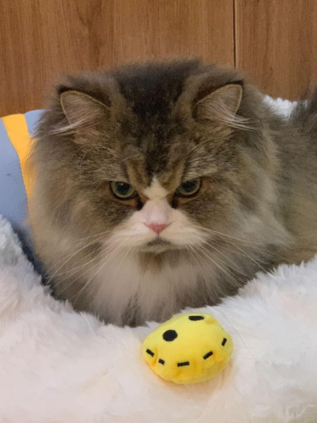 早上坏！！！😾