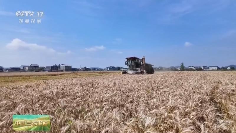 国家粮食和物资储备局最新发布数据显示，2025年度秋粮旺季收购于今年4月底结束，