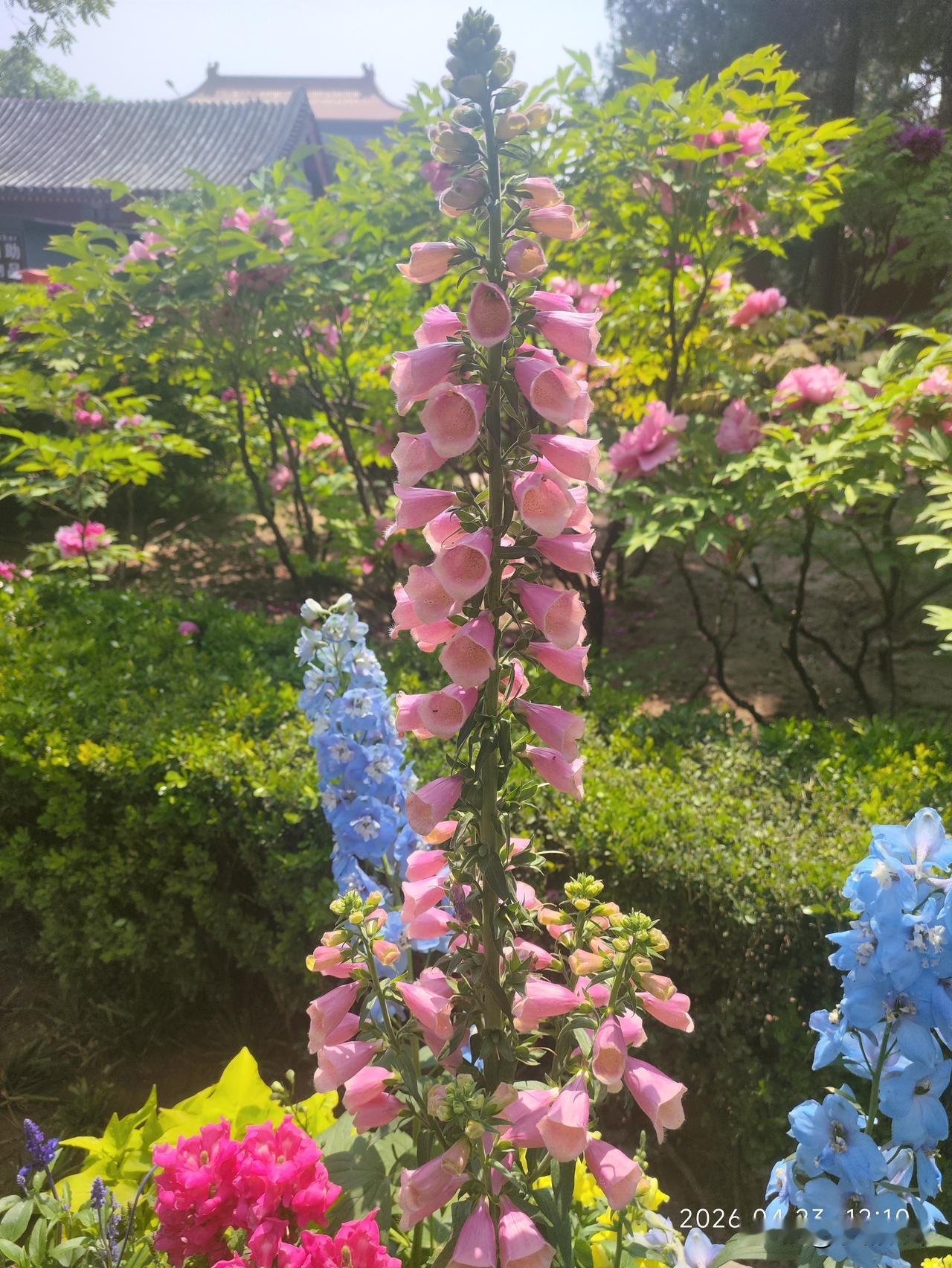 春日的风里，藏着一场盛大的花事。粉艳的毛地黄像一串小铃铛，轻轻摇响春的乐章；蓝紫