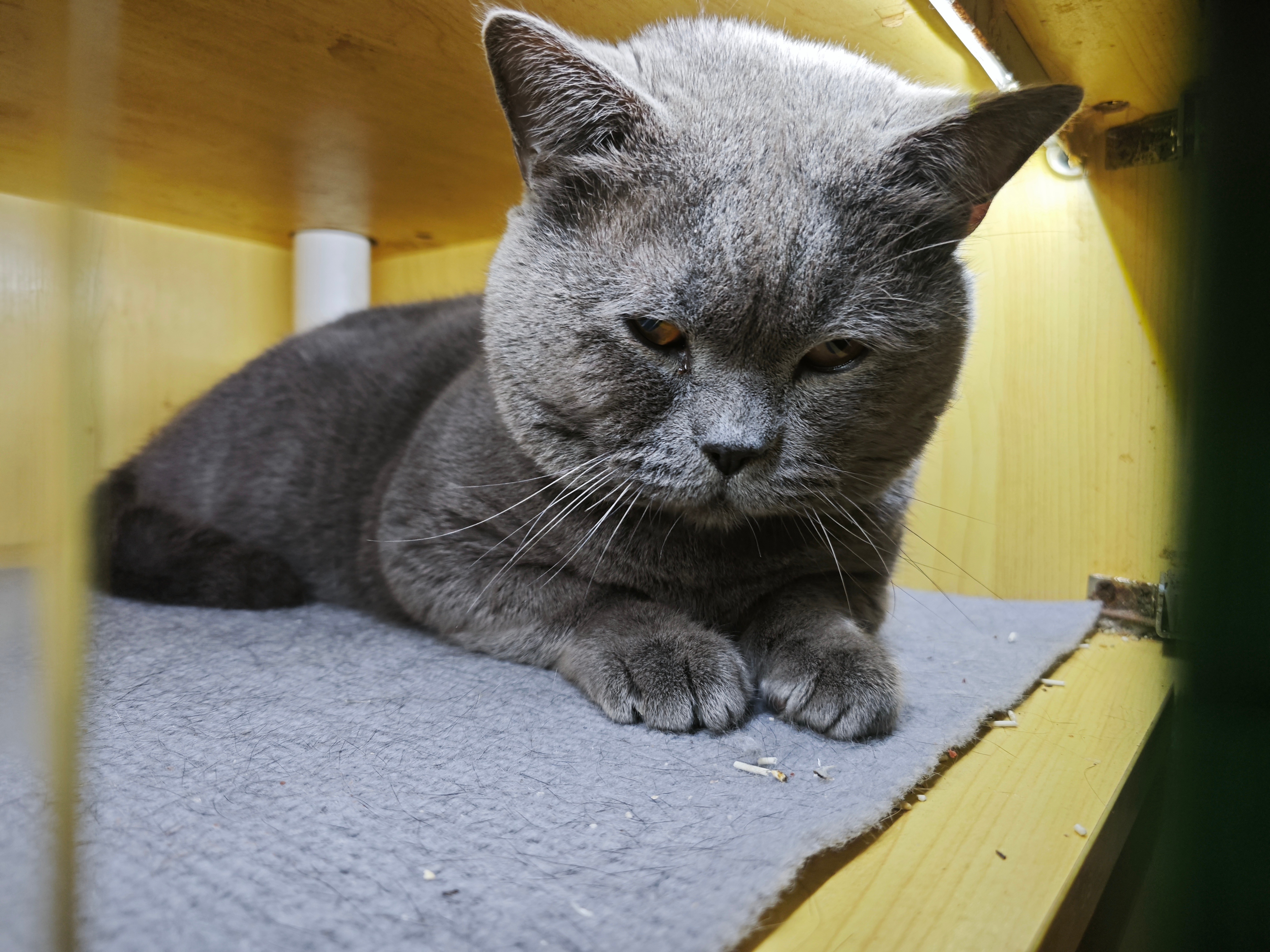 捡了只流浪大脑袋猫静看贼喜欢但不能摸爪子和嘴实在是厉害 