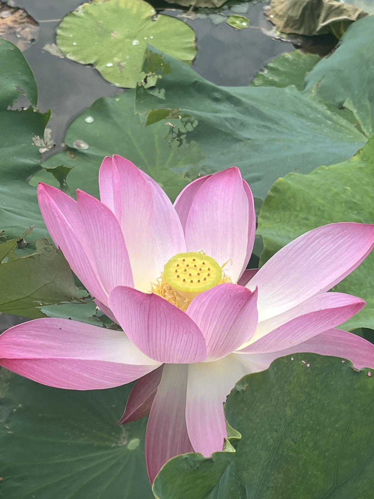 明天市场依旧震荡上攻，特别是高科技的航空航天板块，必定会引领大盘强势上涨，所以，