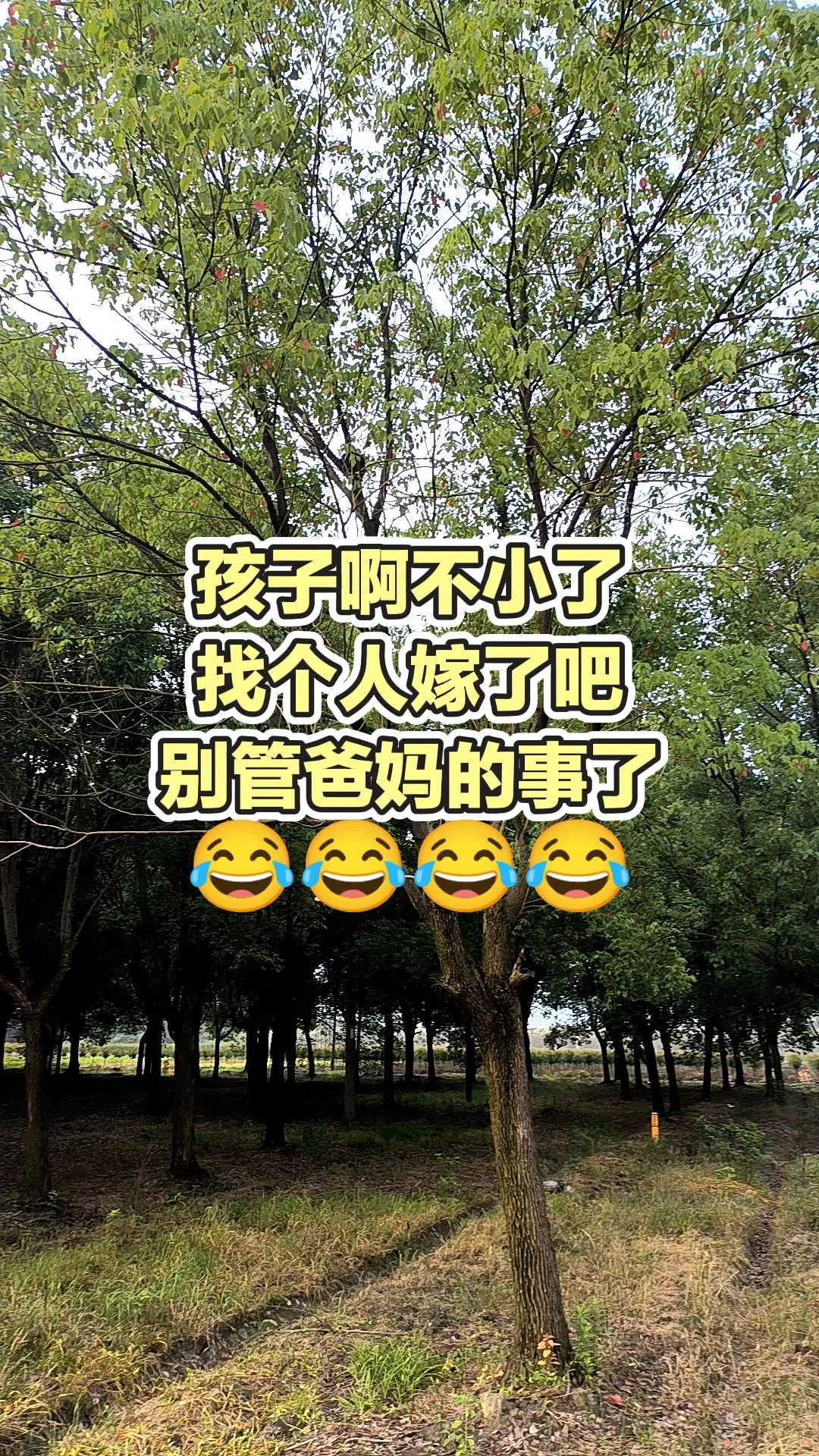 每日分享