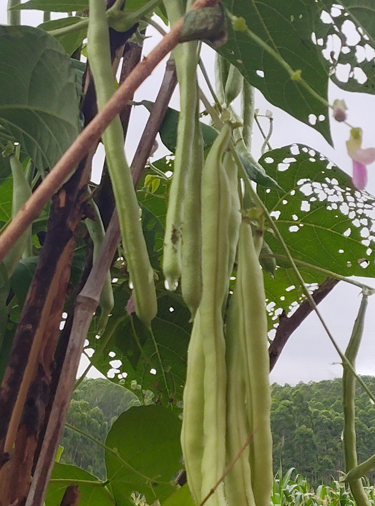 端午节我们不出去玩，要回老家陪公公婆婆过端午节，现在节假日我们很少出去旅游了，因