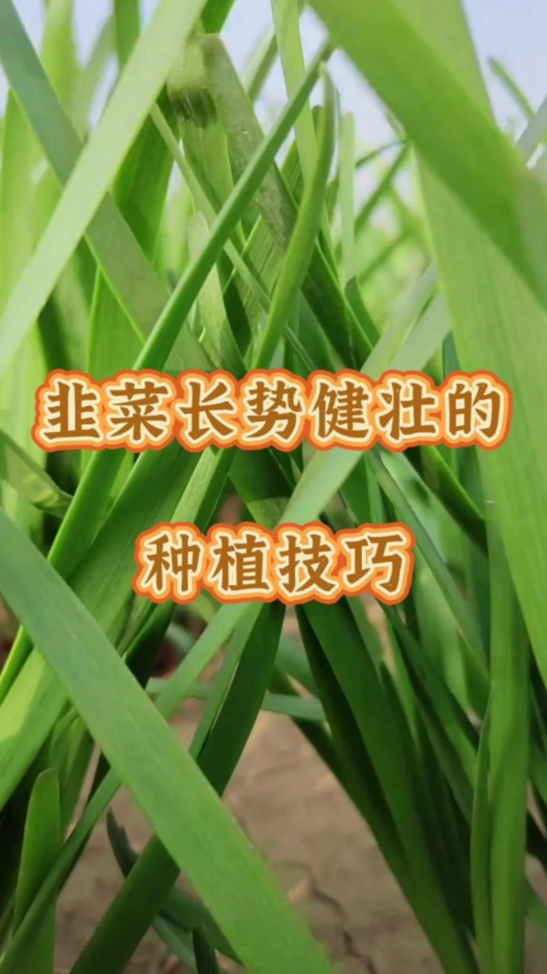 🍀韭菜的种植方法虽然简单，但是要想让韭菜长得更快更绿，还需要掌握一些种植技巧。