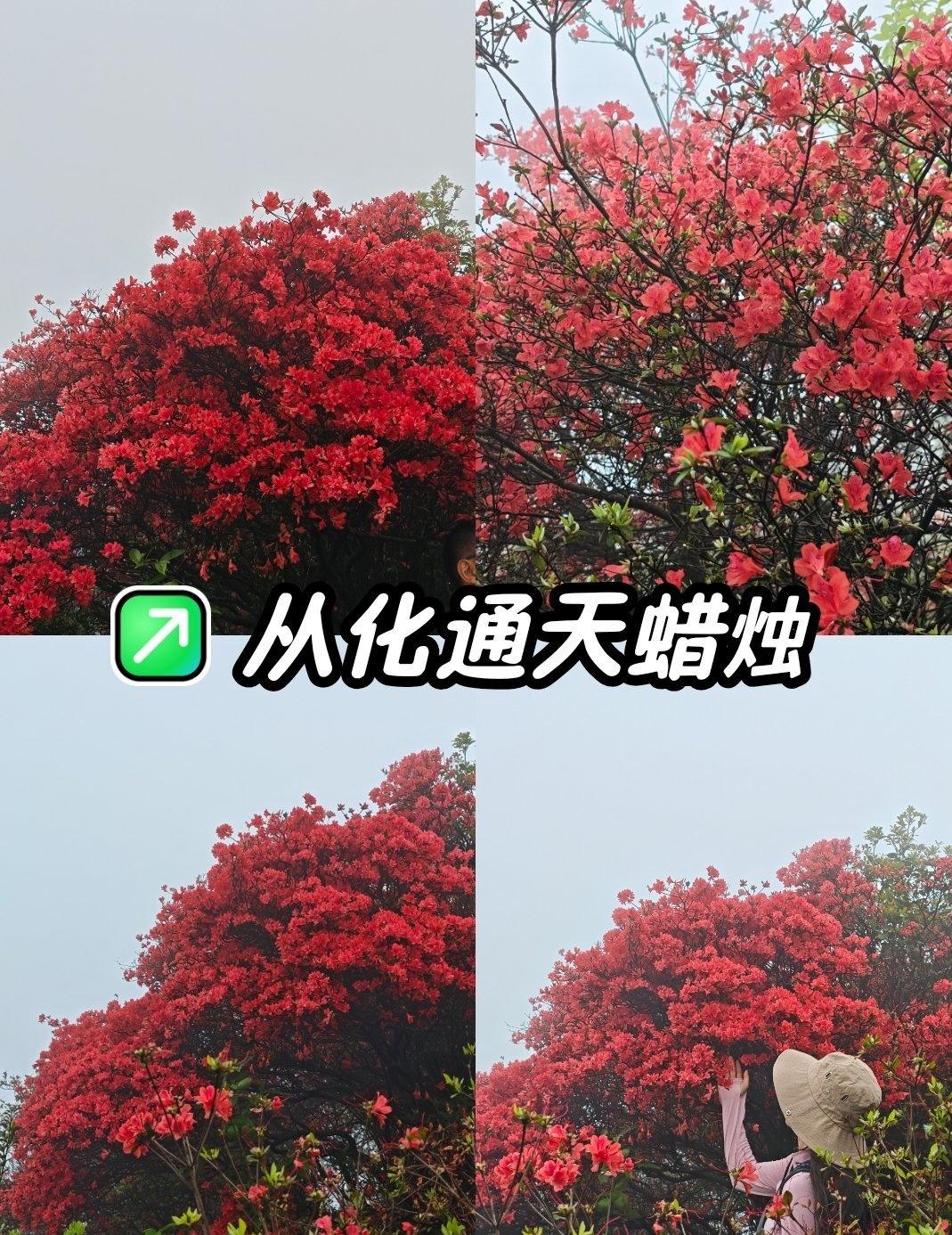 从化通天蜡烛｜春日徒步
📍广州 
🌿 从化通天蜡烛 | 春日徒步，邂逅高山杜