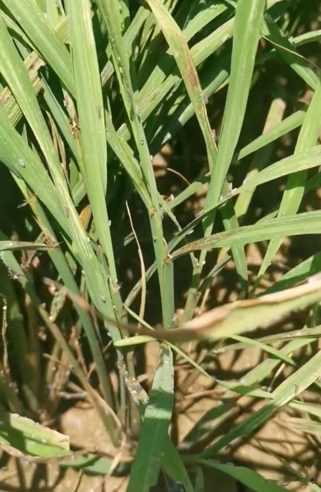 【科学种植】上半年雨水多，稻飞虱在局部地区已经暴发成灾，出现穿顶，打药后水面漂了