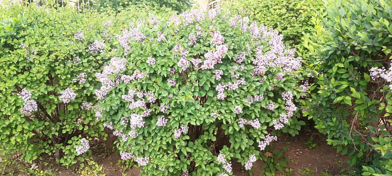 晒图笔记大赛花团锦簇，香气宜人，丁香花，我喜欢！