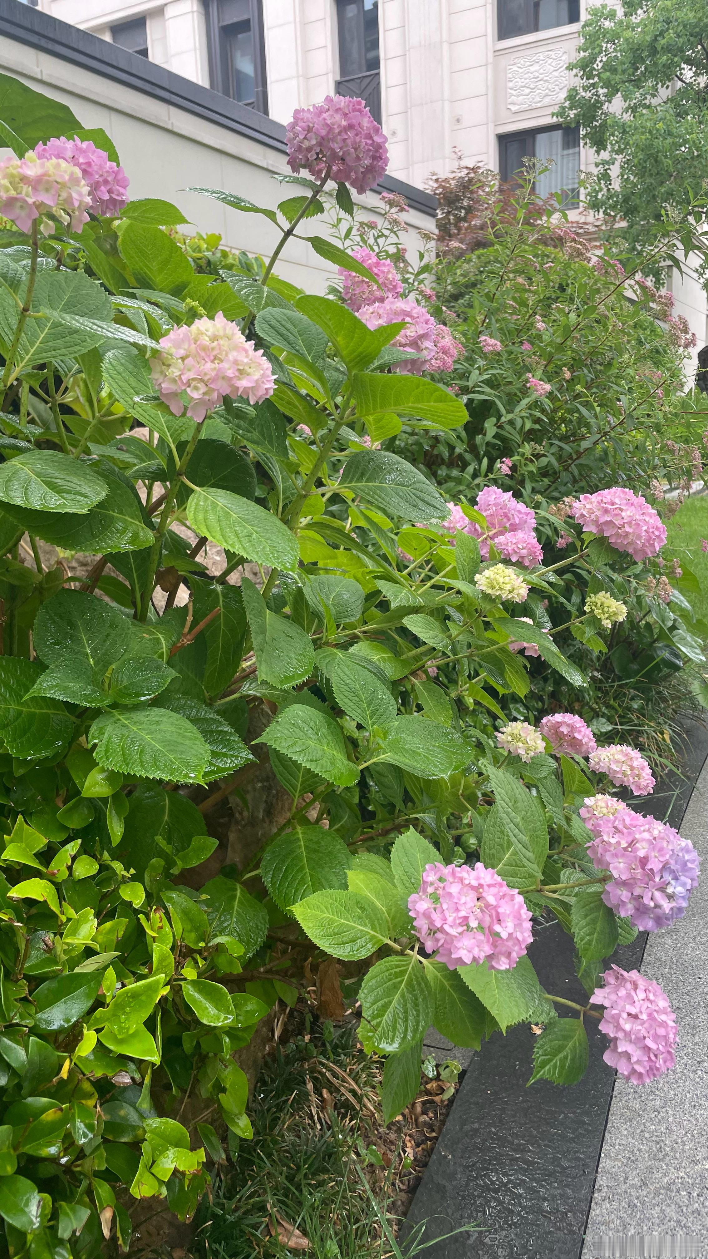 雨后•花 